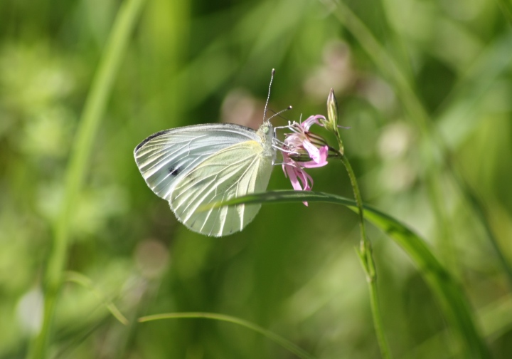 Pieris napi?